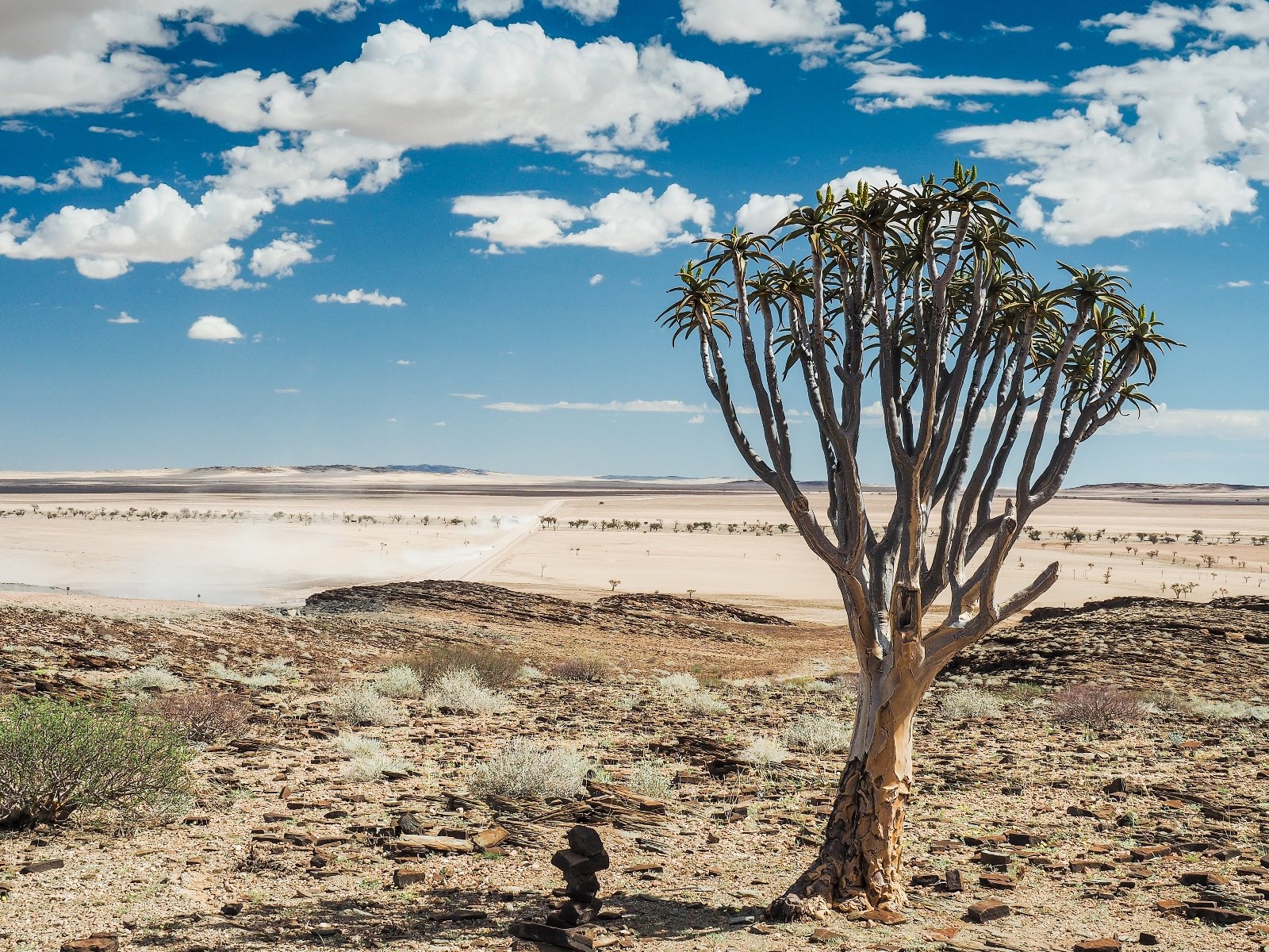 Quiver tree in Namibian landscape