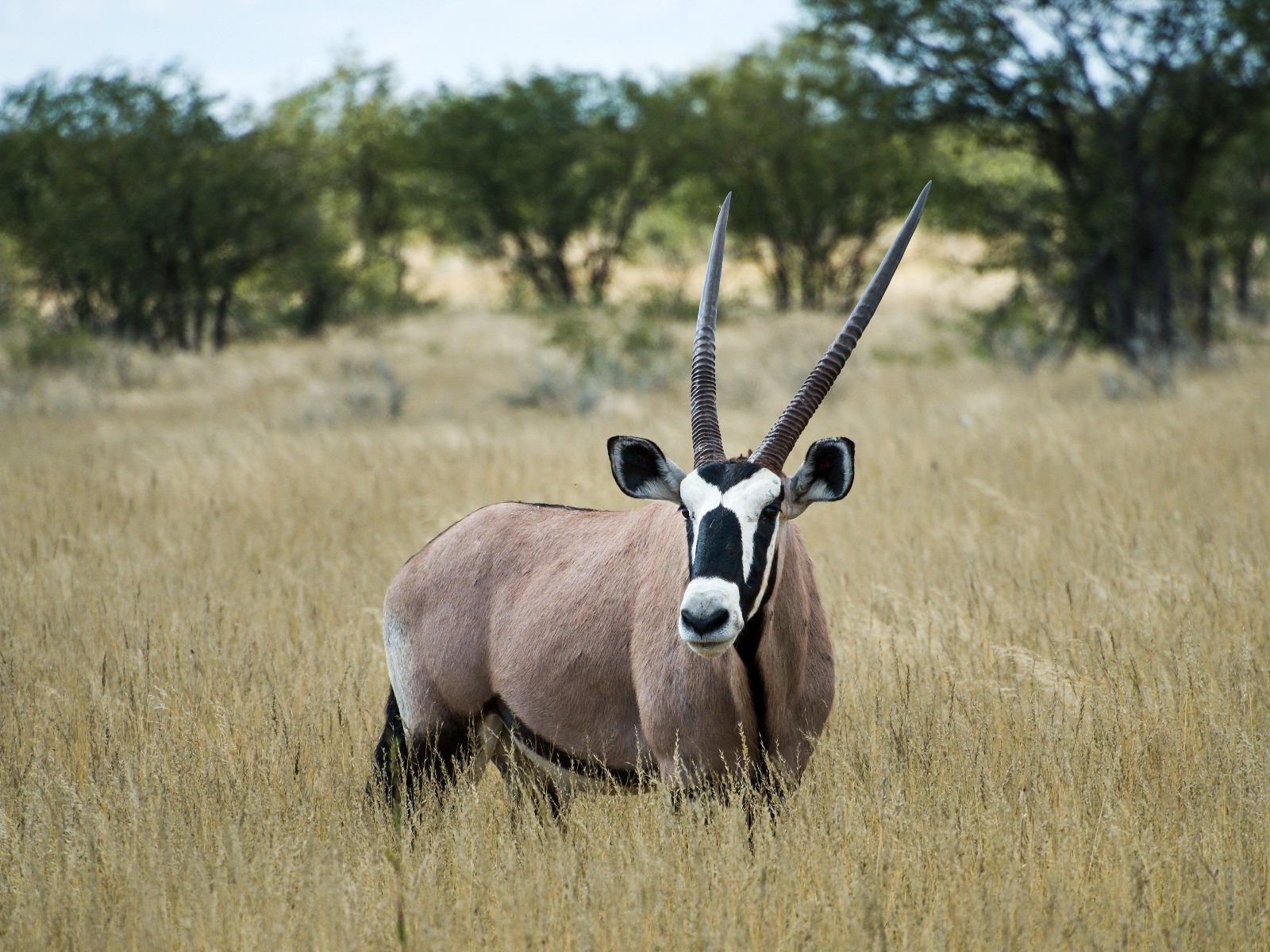Etosha National Park, Namibia
