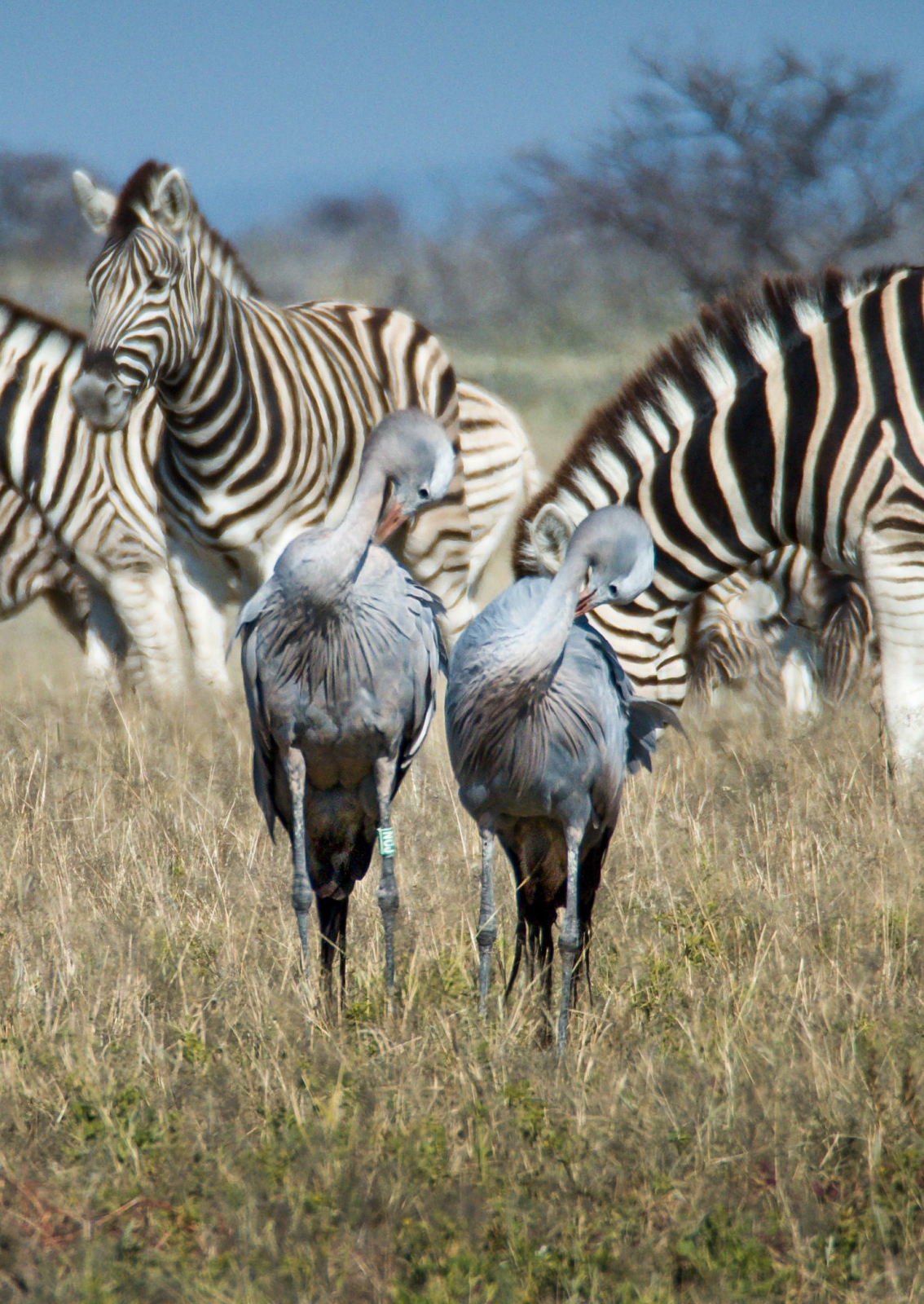Etosha National Park, Namibia