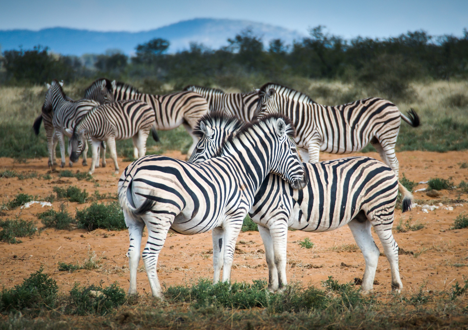 Etosha National Park, Namibia