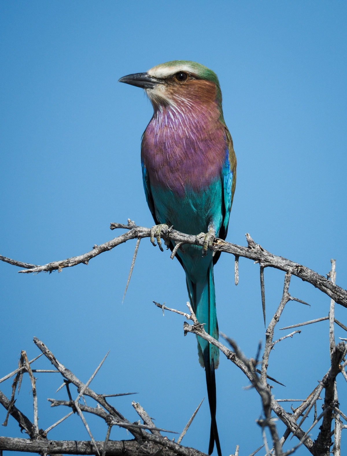 Lilac Breasted Roller, Namibia