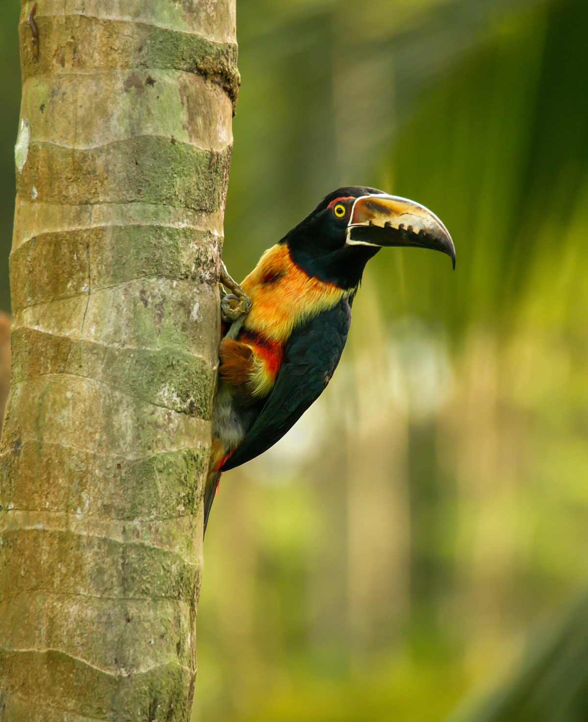 Fiery-billed Aracari, Costa Rica