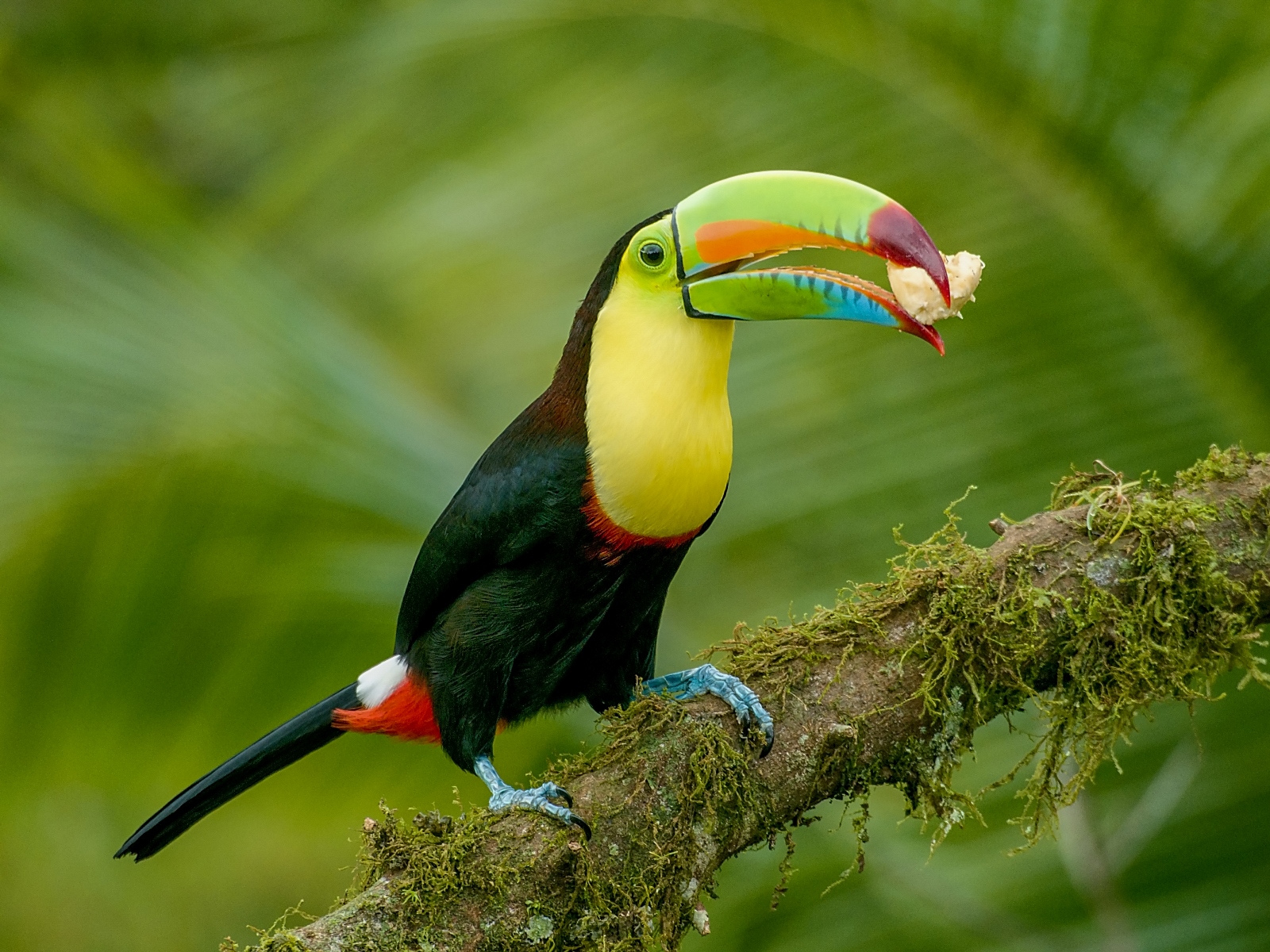 Keeled-billed Toucan, Costa Rica