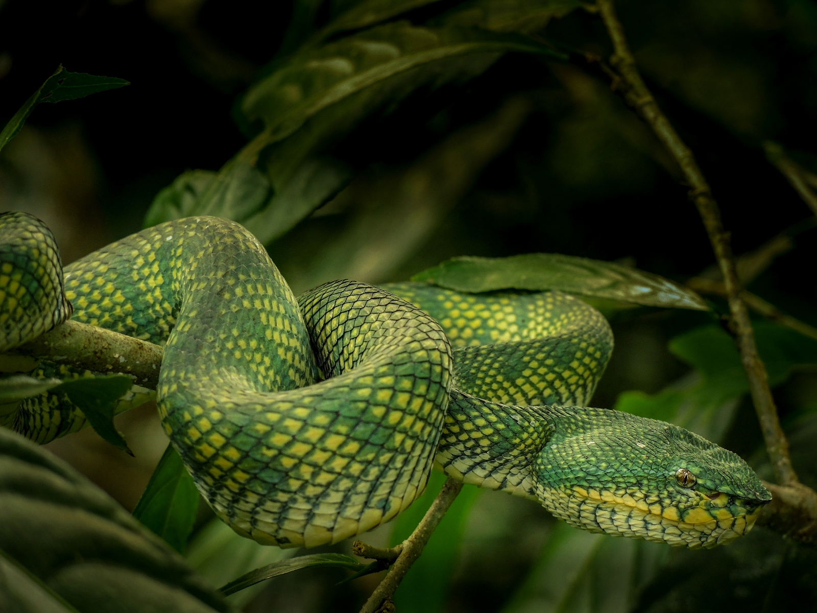 Viper, Borneo